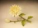 JAPANESE MEIJI PERIOD IVORY CHRYSANTHEMUM OKIMONO