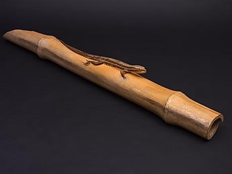 JAPANESE 20TH CENTURY CARVED WOODEN LIZARD ON BAMBOO BY MIYAMOTO RISABURO (1904-1998)<br><font color=red><b>SOLD</b></font> 